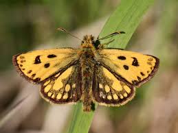Attēlu rezultāti vaicājumam “Carterocephalus silvicolus female”