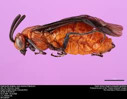 Attēlu rezultāti vaicājumam “Argidae”