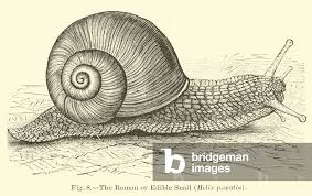 Attēlu rezultāti vaicājumam “Helix pomatia”