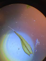 Attēlu rezultāti vaicājumam “Racomitrium heterostichum”