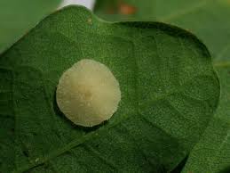 Attēlu rezultāti vaicājumam “Neuroterus quercusbaccarum”