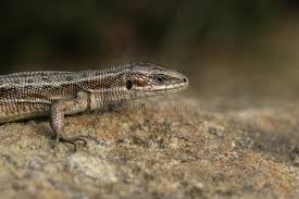 Attēlu rezultāti vaicājumam “Lacerta vivipara juvenile”