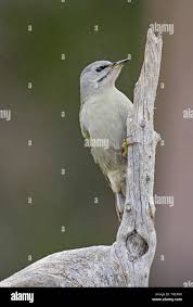 Attēlu rezultāti vaicājumam “Picus canus female”