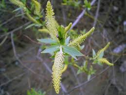 Attēlu rezultāti vaicājumam “Salix triandra”