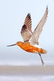 Attēlu rezultāti vaicājumam “Limosa lapponica”