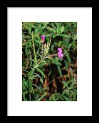 Attēlu rezultāti vaicājumam “Epilobium hirsutum”