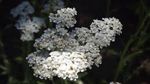 Attēlu rezultāti vaicājumam “Achillea salicifolia flower”