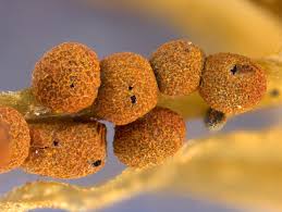 Attēlu rezultāti vaicājumam “Physarum rubiginosum macro”