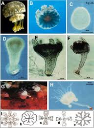 Attēlu rezultāti vaicājumam “Scyphozoa”
