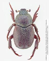 Attēlu rezultāti vaicājumam “Hoplia graminicola”