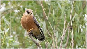 Image result for Falco vespertinus