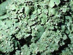 Attēlu rezultāti vaicājumam “Parmelia serrana”