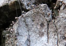 Attēlu rezultāti vaicājumam “Sclerophora farinacea”