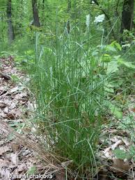 Attēlu rezultāti vaicājumam “Poa nemoralis fruit”