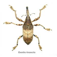 Attēlu rezultāti vaicājumam “Curculionidae”