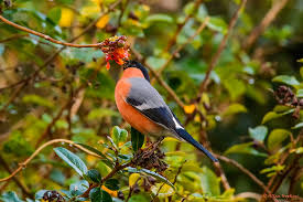 Attēlu rezultāti vaicājumam “Pyrrhula pyrrhula male”