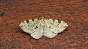 Attēlu rezultāti vaicājumam “Colostygia pectinataria female”