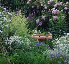 Image result for Chrysanthemum ptarmiciflorum