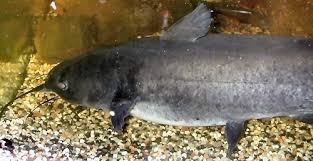 Image result for Ictalurus punctatus