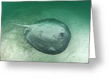 Image result for Styracura pacifica