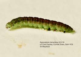 Attēlu rezultāti vaicājumam “Agonopterix heracliana”