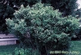 Attēlu rezultāti vaicājumam “Ligustrum vulgare”