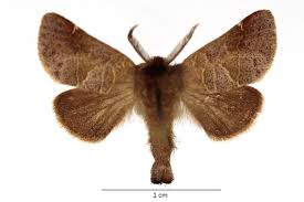 Attēlu rezultāti vaicājumam “Clostera pigra”