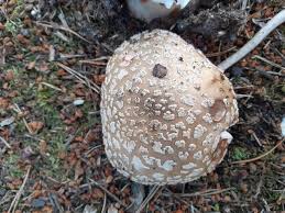 Attēlu rezultāti vaicājumam “Amanita excelsa”