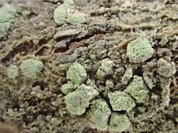 Attēlu rezultāti vaicājumam “Hypocenomyce friesii”