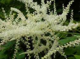 Image result for Aruncus dioicus