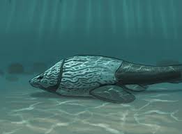 Attēlu rezultāti vaicājumam “Placodermi”