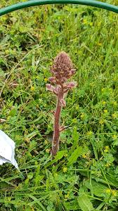 Attēlu rezultāti vaicājumam “Orobanche coerulescens”