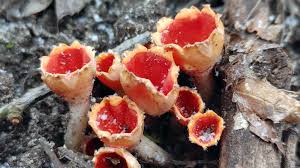 Attēlu rezultāti vaicājumam “Microstoma protracta”