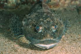 Image result for Myoxocephalus scorpius