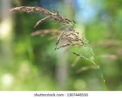 Attēlu rezultāti vaicājumam “Calamagrostis purpurea”