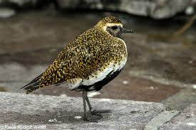 Attēlu rezultāti vaicājumam “Pluvialis apricaria”