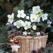 Image result for Christrose