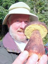 Attēlu rezultāti vaicājumam “Pachyphloeus melanoxanthus”