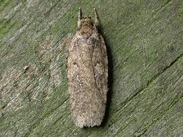 Attēlu rezultāti vaicājumam “Agonopterix heracliana”