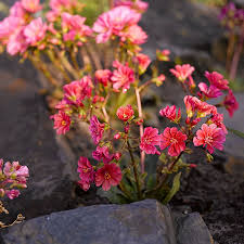 Image result for Bitterwurz