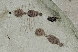 Attēlu rezultāti vaicājumam “Formicidae”