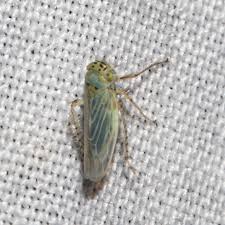 Attēlu rezultāti vaicājumam “Macrosteles sp. nymph”