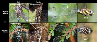 Attēlu rezultāti vaicājumam “Aeshna mixta male”