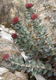Attēlu rezultāti vaicājumam “Rhodiola rosea flower”