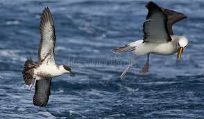 Image result for Puffinus gravis