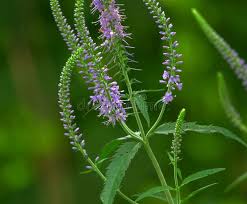 Attēlu rezultāti vaicājumam “Veronica longifolia leaf”