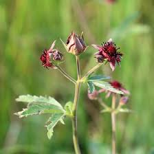 Attēlu rezultāti vaicājumam “Comarum palustre fruit”