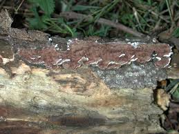 Attēlu rezultāti vaicājumam “Hymenochaete tabacina”