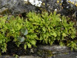 Attēlu rezultāti vaicājumam “Encalypta streptocarpa”