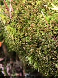 Attēlu rezultāti vaicājumam “Barbilophozia attenuata”